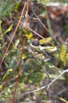 Dwarf live oak